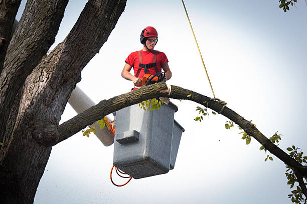 Normandy Park, WA Tree Care Services Company